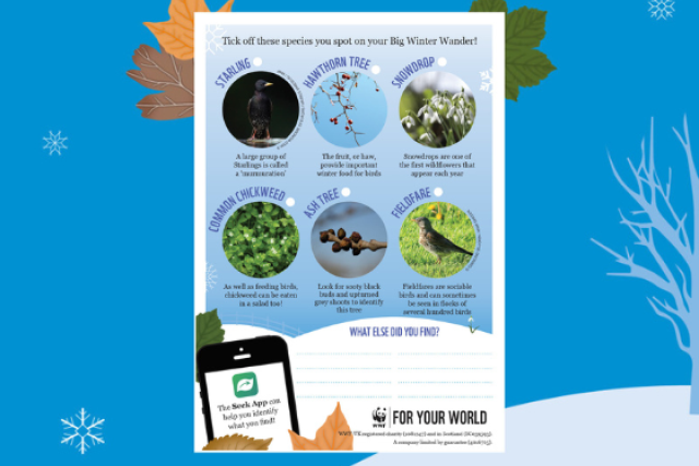 BWW General Spotter sheet 1 - starling, hawthorn tree, snowdrop, common chickweed, ash tree & fieldfare