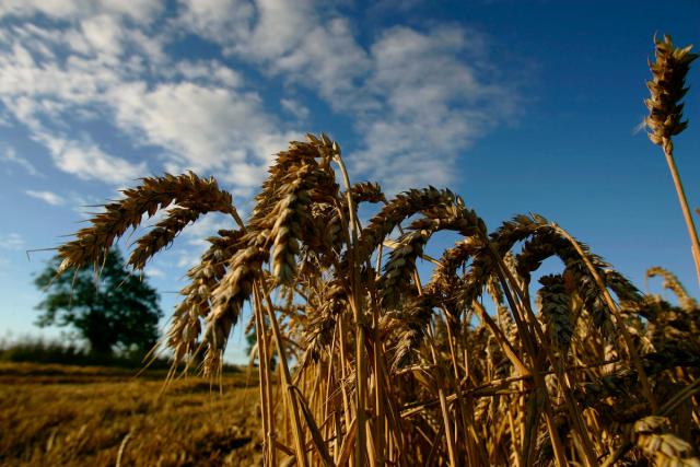 Field of wheat - Norfolk - UK - © Jiri Rezac / WWF-UK.jpg