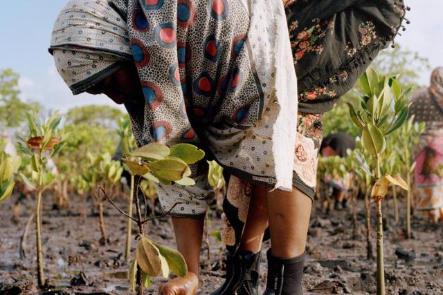 Women of the Mtangawanda Mangrove Restoration Women Group planting mangroves in Lamu County, Kenya. Ever since the women started planting the first hatchlings in 2018, they have planted more than 61.000 mangroves and were able to restore an additional 100 hectares through natural regeneration. The project was started by The Nature Conservancy, Northern Rangelands Trust (NRT), Kenya Forest Service (KFS), Kenya Marine and Fisheries Research Institute (KMFRI).