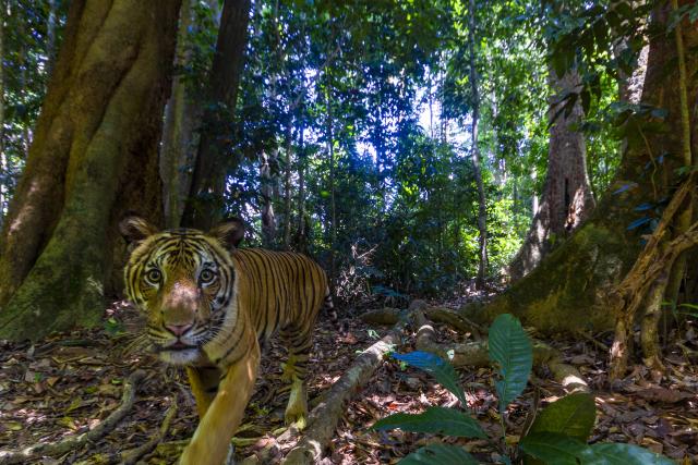 Tiger in Royal Belum State Park, Malaysia