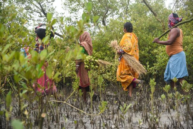 The traditional honey collectors of the Sundarbans are known as ‘moulis’. Here they demonstrate searching through the dense mangrove in search of bee hives whilst chanting to the goddess of the Sundarbans, Ma Bonbibi, to keep them safe. They then use hay and foliage to light a fire and perform a puja, before using the smoke to calm the bees.  Bhubaneswari village at Kultali in Sundarbans, West Bengal, India.