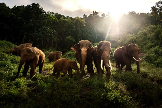 Asian elephant herd eating green grass in the wild, Thailand. 2018.