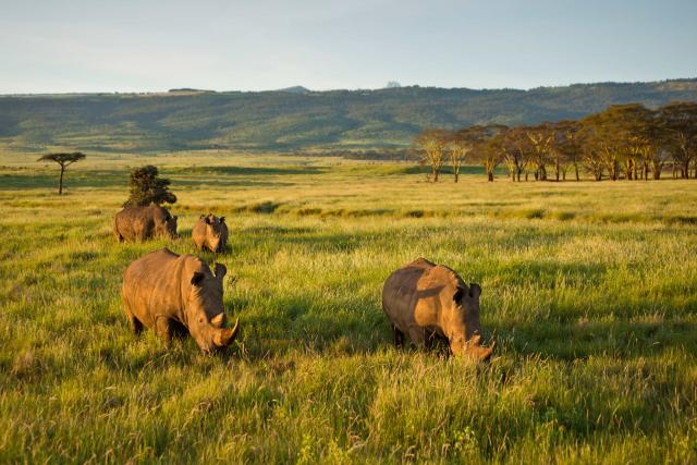 Four white rhinoceroses in grasslands in Kenya