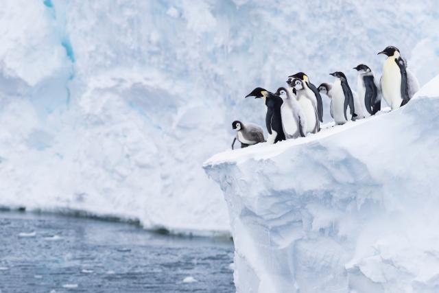 Emperor penguins on the edge of a block of ice