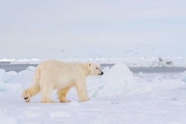 Polar bear pictured in the Arctic