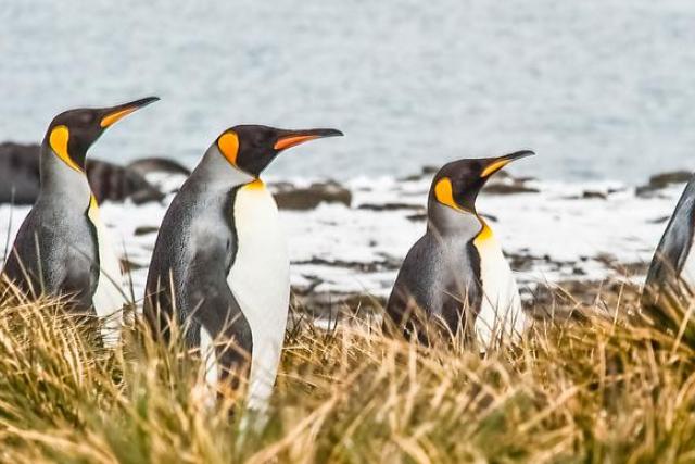 Emperor penguins marching