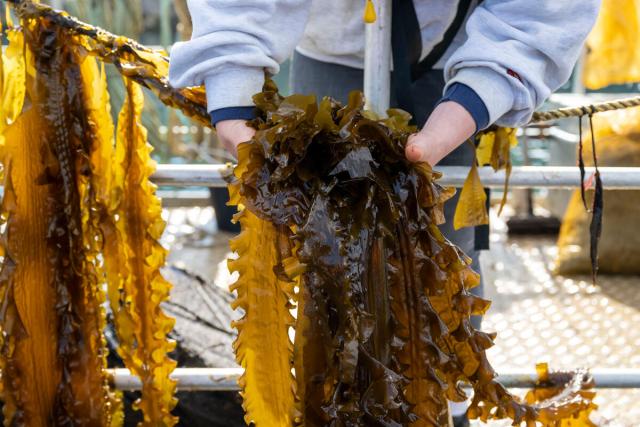 Seaweed is pulled from the water at Câr-Y-Môr seaweed farm in St Davids, Pembrokeshire, Wales.