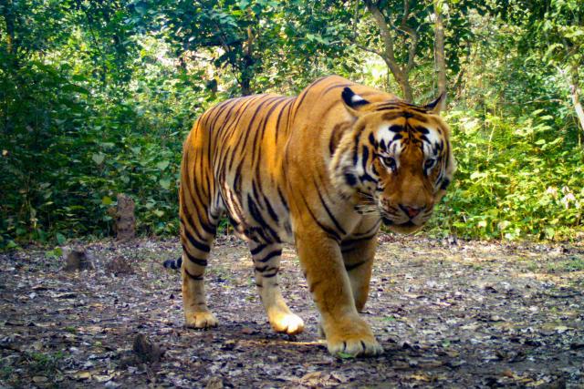 Image of a Bengal Tiger from Camera Trap in Khata forest
