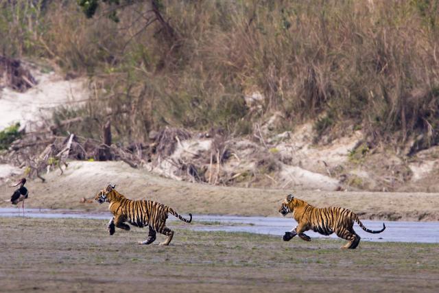Two tiger cubs run together in Bardia National Park, Nepal