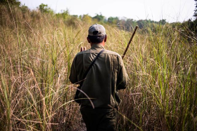 An image of a male ranger walking in long grass