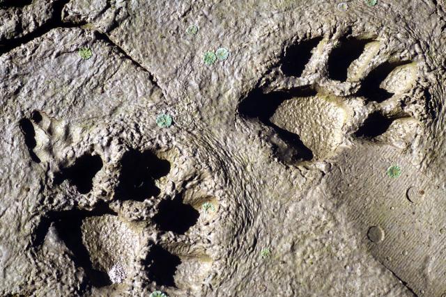 Tiger pugmarks in the mud