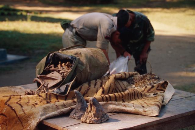 Confiscated rhinoceros horns, tiger skin and bones Chitwan National Park, Nepal