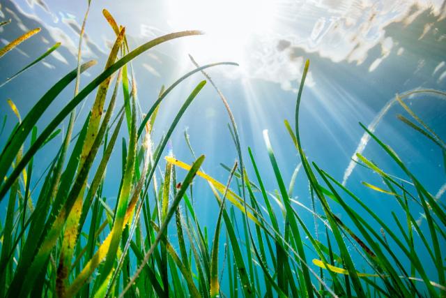 underwater image of a seagrass bed