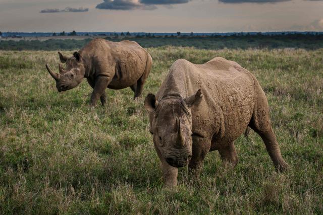 Two female eastern black rhinoceros