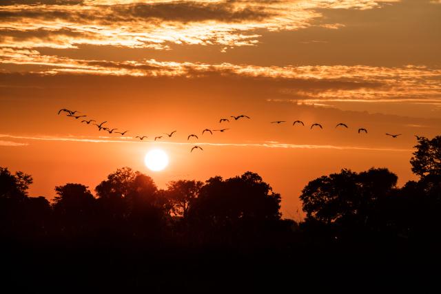 Birds fly at sunrise in the Okavango Delta, Botswana.
