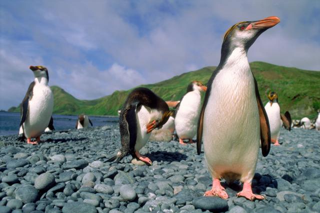 Royal penguins in a group 