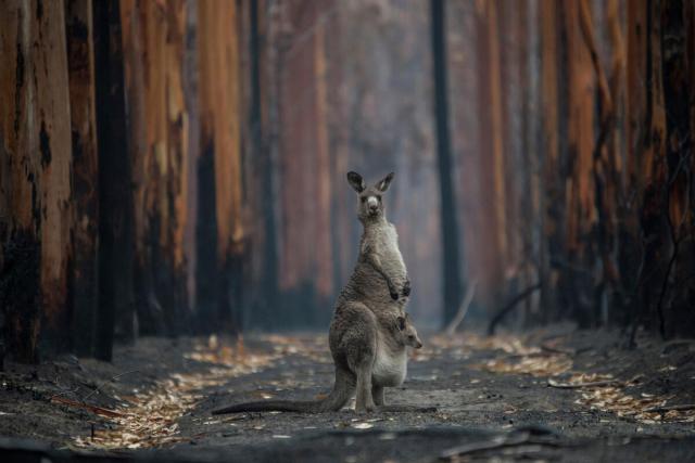 A mother Eastern grey Kangaroo in the burnt trees