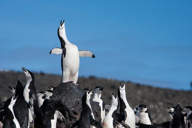 An waddle of chinstrap penguins on Deception Island, Antarctica