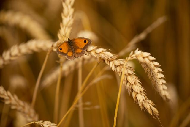 A Gatekeeper butterfly sits on heritage wheat