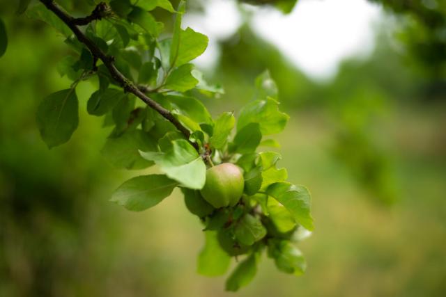 A close up image of a green apple growing on a tree