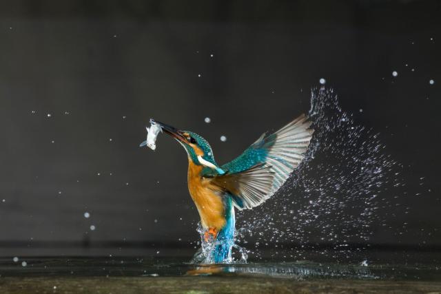 Kingfisher (Alcedo atthis) flying up out of water carrying fish