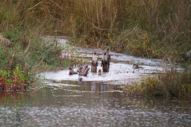 Otter family in Karnali river