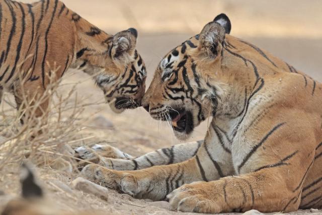 Bengal tiger (Panthera tigris tigris) mother and cub