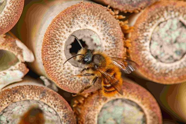 A red mason bee at an insect hotel.