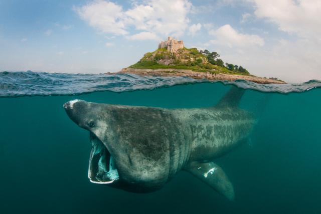 Basking Shark just below the surface of the water with blue sky and a castle in the background
