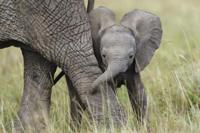 African Elephant cub playing with its mother in the Masai-Mara Game Reserve, Kenya.