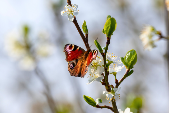 Peacock butterfly perched on a flower in spring