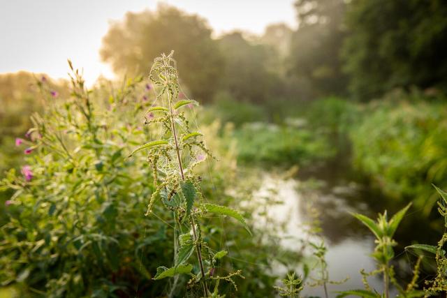 Close up of nettle with cobweb covered in morning dew, sitting next to the river Nar. Castle Acre, Norfolk, UK.