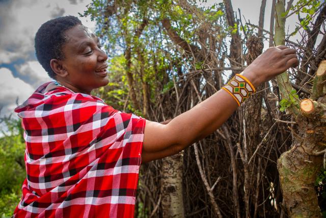 Jopha Kakanyi, a Maasai community member, building a living wall boma.