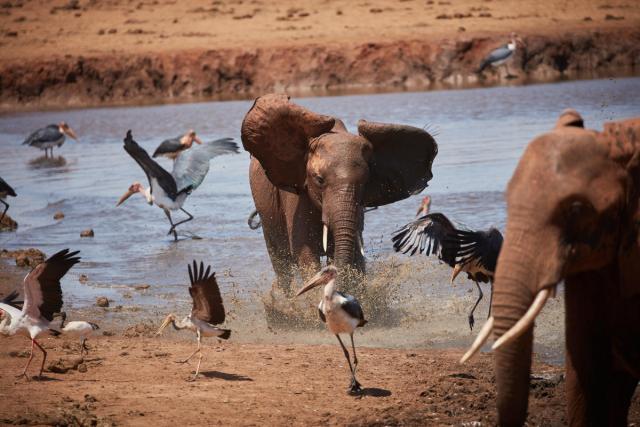 African elephants at a water hole at Tsavo East National Park, Kenya.