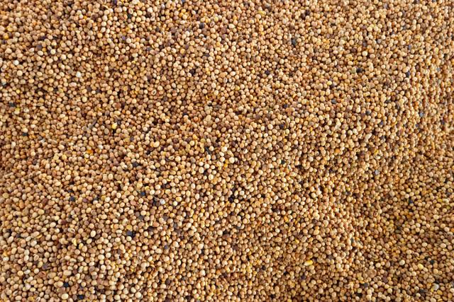 Harvested soy beans ready to be transported across Brazil. Cerrado, Brazil.