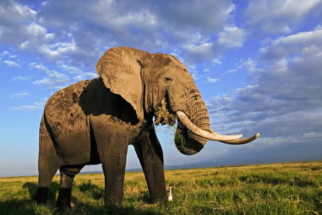 African elephant bull with large tusks