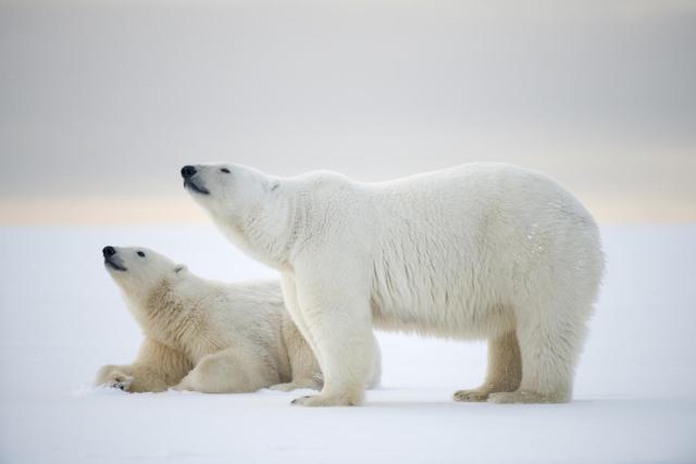 2 Polar bear in Alaska