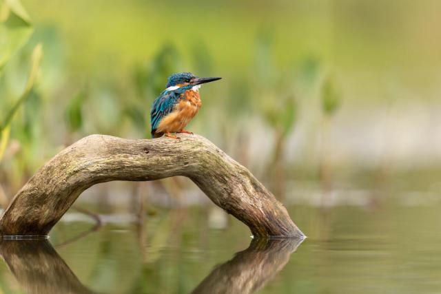 A common kingfisher