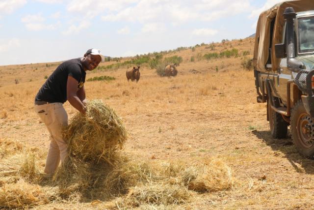 Geoffrey Chege, Rhino lead at WWF-Kenya dispersing some hay