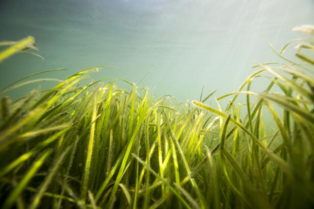 Seagrass beds around the shore of Porthdinllaen, Wales