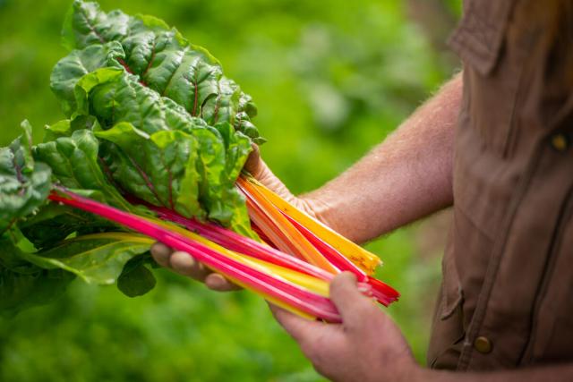 Rainbow chard