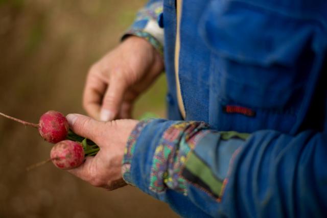 Riverford Farm, Devon inspecting the radishes 