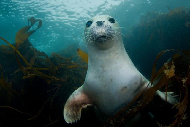 A grey seal pup underwater, swimming through seaweed looking at the camera