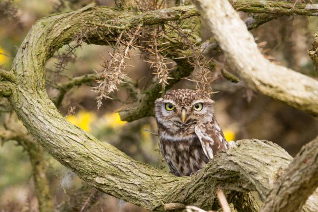 Little Owl