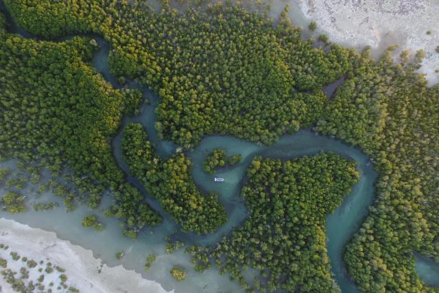 The coastal zone of the southern region of Toliara, Mangroves