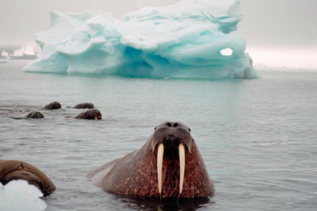 Atlantic walrus swimming in the ocean in front of an iceberg