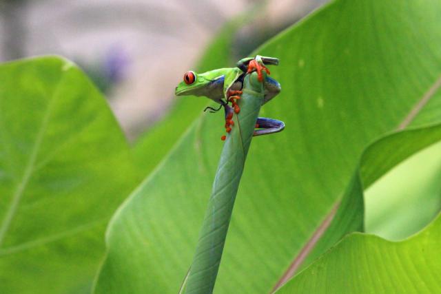 tree frog