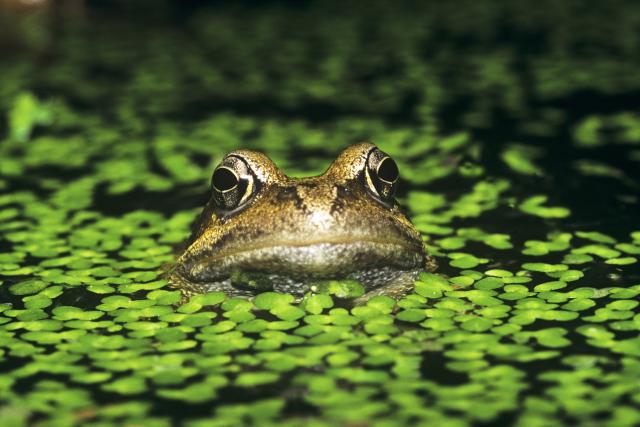Common frog in a lake