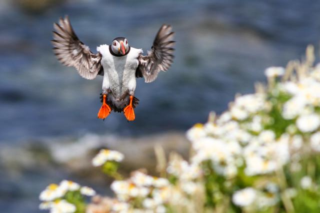 Puffin