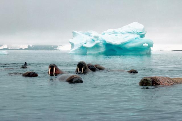 Atlantic walrus (Odobenus rosmarus rosmarus), colony.